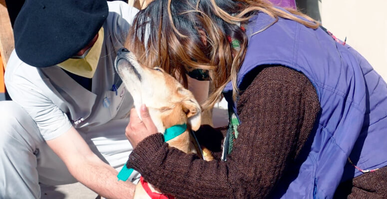 Vacunación de pequeñas mascotas en Máximo Paz