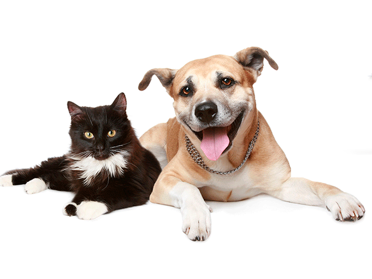 Vacunación de perros y gatos