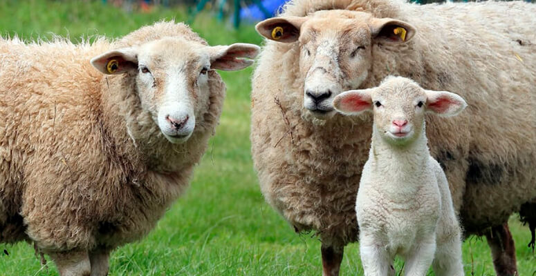 Encuentro de productores ovinos en Cañuelas