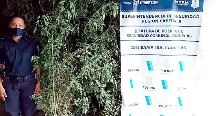 Plantas de marihuana secuestradas.