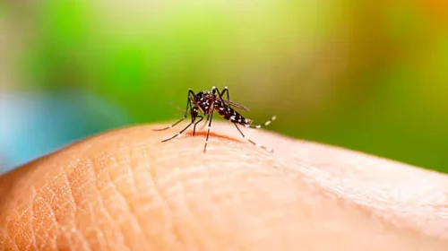 El municipio informó que son 52 los casos confirmados con Dengue en Cañuelas
